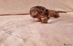 Miniature Dachshund dogs for sale: Miniature dachshund  - Image 6