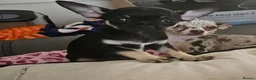 Chihuahua dogs for sale: Chihuahua puppies merle, white, black  in Colchester - Advert 11
