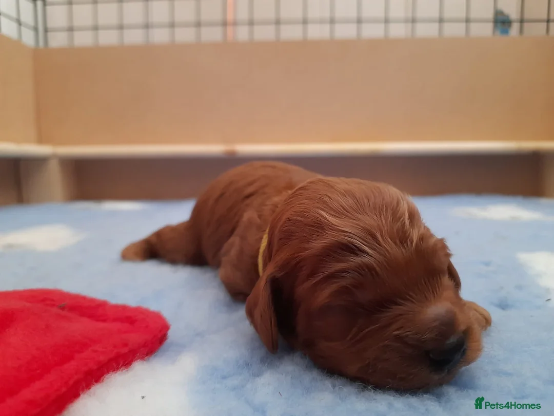 Cockapoo dogs for stud: Stunning Cockapoo For Stud in King's Lynn - Advert 11