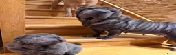 Shar Pei dogs for sale: Two beautiful Blue Shar Pei puppies (Male) - Advert 3