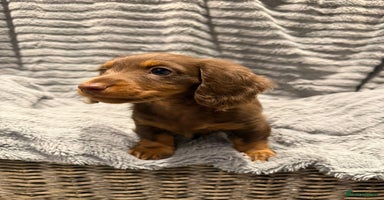 Miniature Dachshund dogs - Advert 8