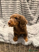 Miniature Dachshund dogs - Advert 8