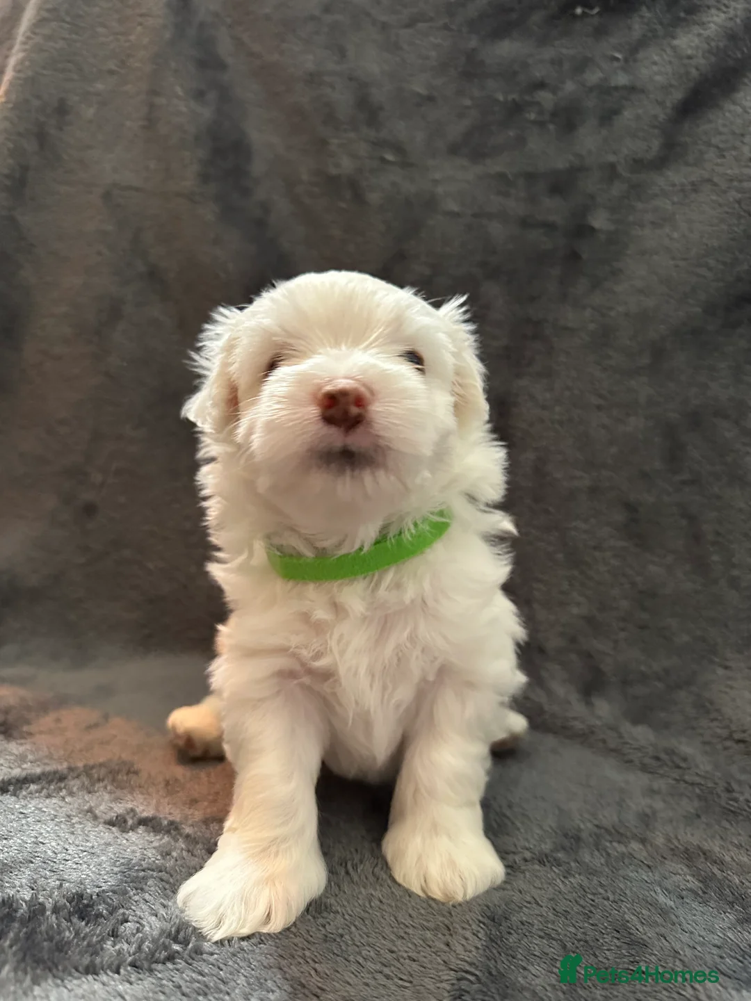 Bichon Frise dogs for sale: Adorable Bichon Frise Puppies - Advert 24