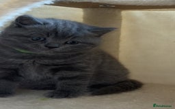British Shorthair cats for sale: Beautiful BSH Kittens - Ready to leave ASAP - Image 17