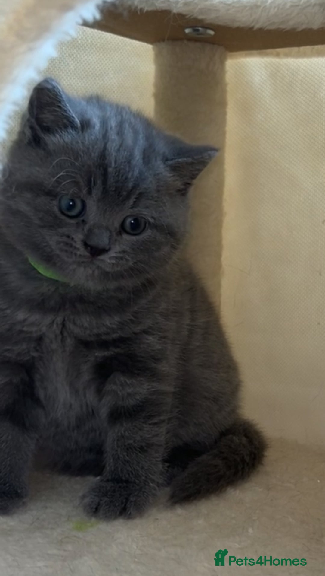 British Shorthair cats for sale: Beautiful BSH Kittens - Ready to leave ASAP - Image 17