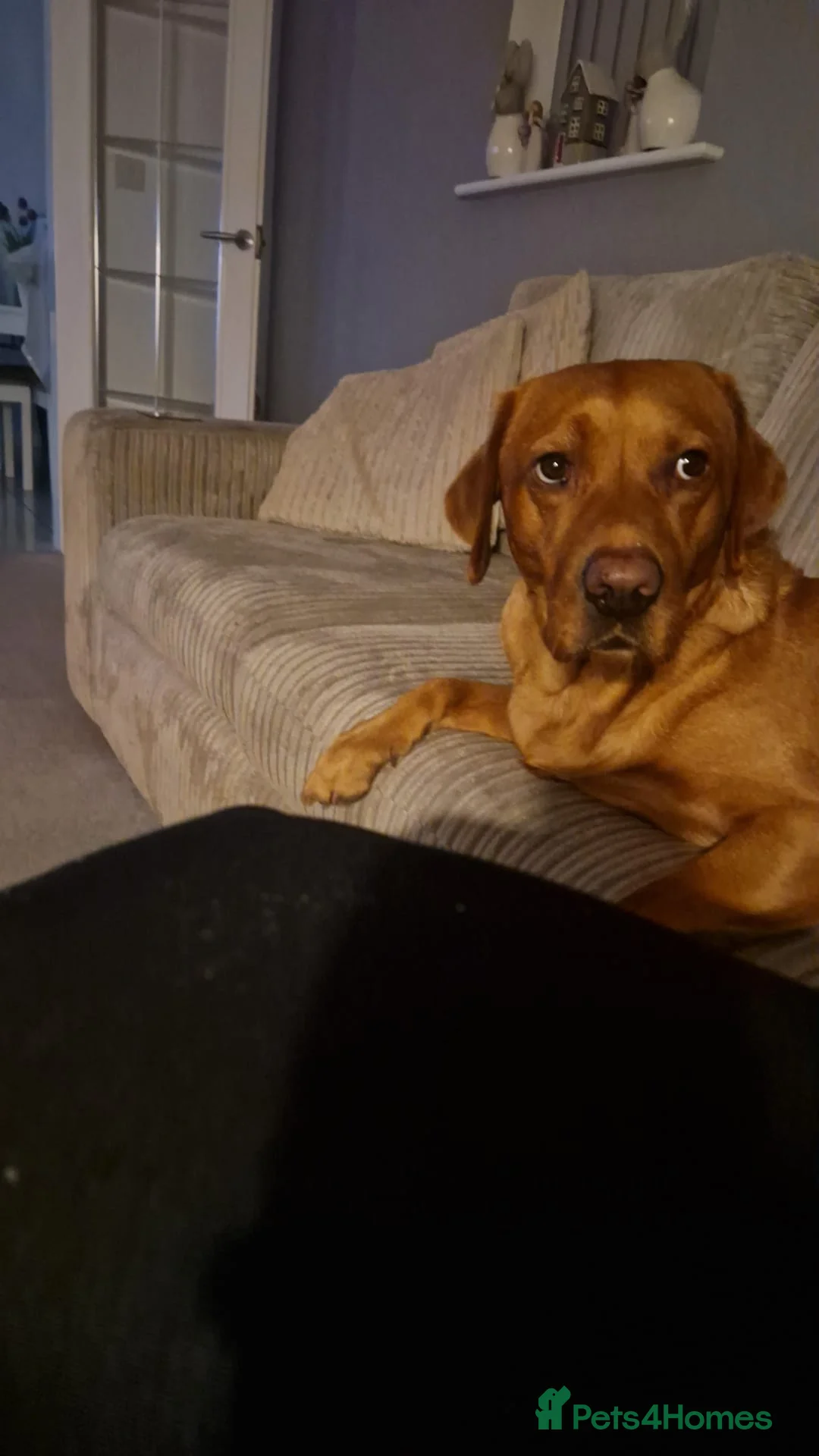 Labrador Retriever dogs for sale: Red Fox Labrador 5 years old - Advert 6