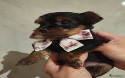 Yorkshire Terrier dogs for sale: 💝💝Beautiful miniature babies 💝💝 - Image 15