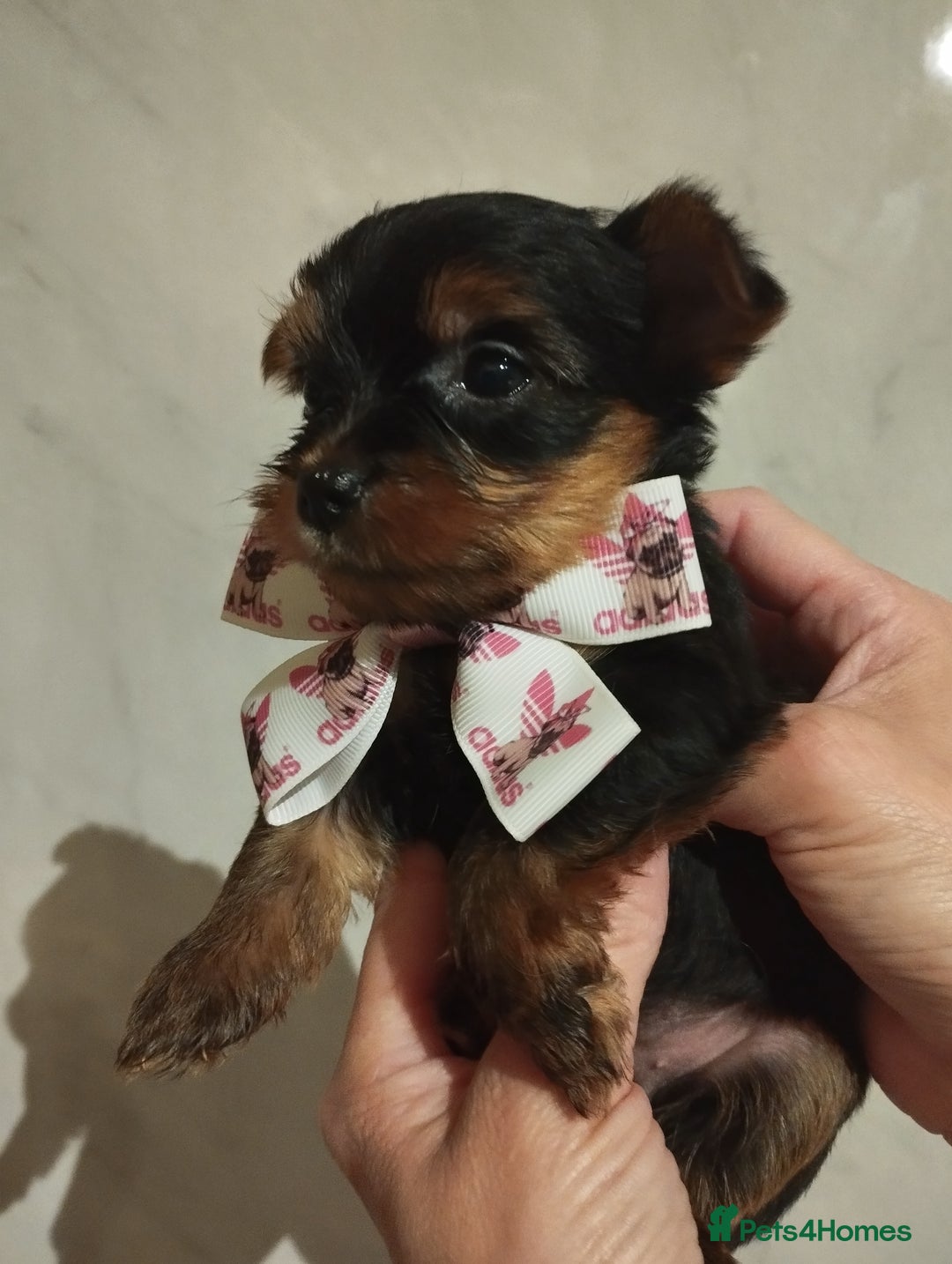 Yorkshire Terrier dogs for sale: 💝💝Beautiful miniature babies 💝💝 - Image 15