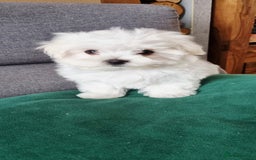 Maltese dogs for sale: One Maltese boy  100% pure breed   - Image 7