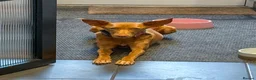 Ibizan Hound dogs for adoption: Cris - sweet female Podenco  in Ware - Advert 12
