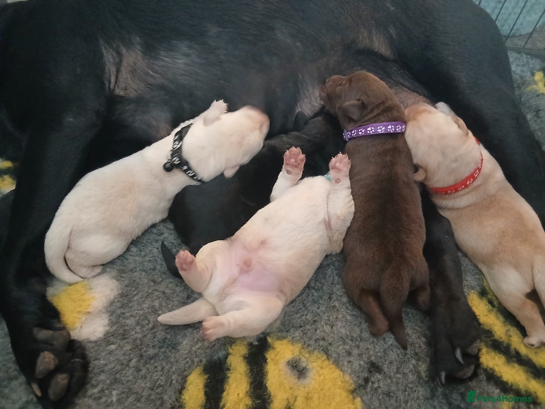 Labrador Retriever dogs for sale: 5 beautiful labrador puppies - Image 16