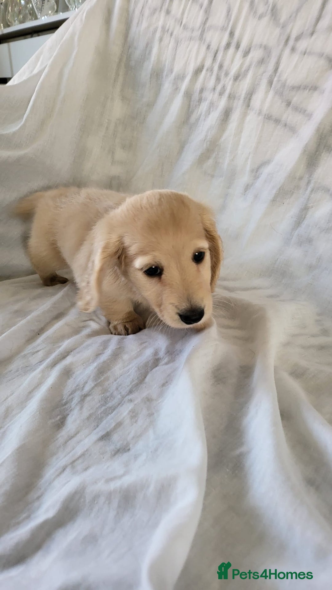 Dachshund dogs for sale: Miniature dachshunds - Image 30