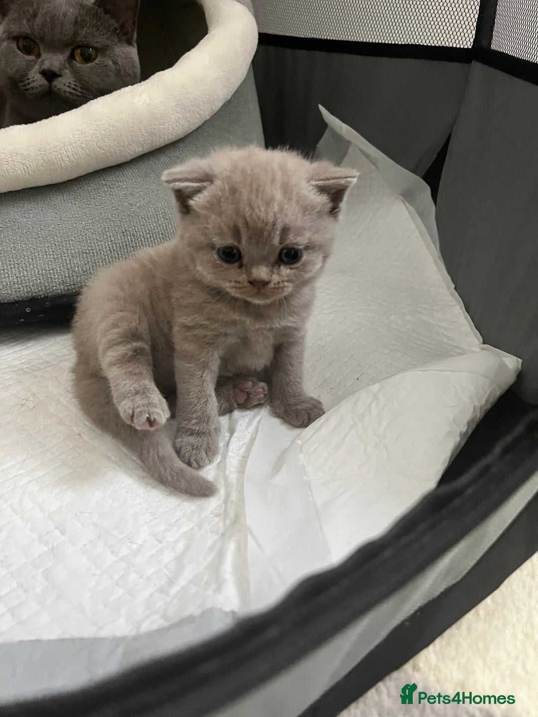 British Shorthair cats for sale: Lilac Girl British Shorthair - Image 3