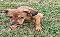 Mixed Breed dogs for adoption: Chase for adoption - Image 3