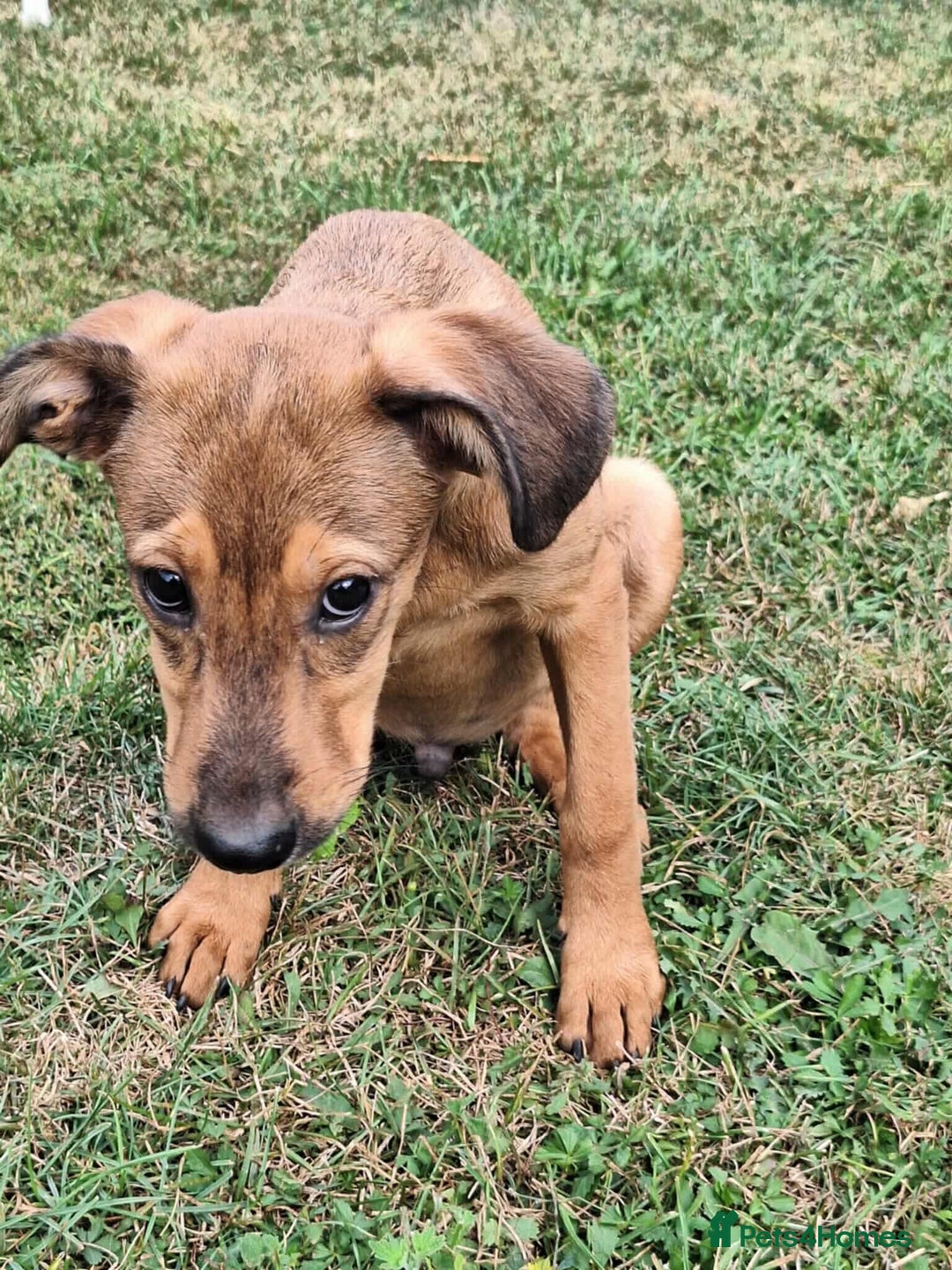 Mixed Breed dogs for adoption: Chase for adoption - Image 3