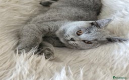 British Shorthair cats for sale: Beautiful Blue British shorthair  - Image 9
