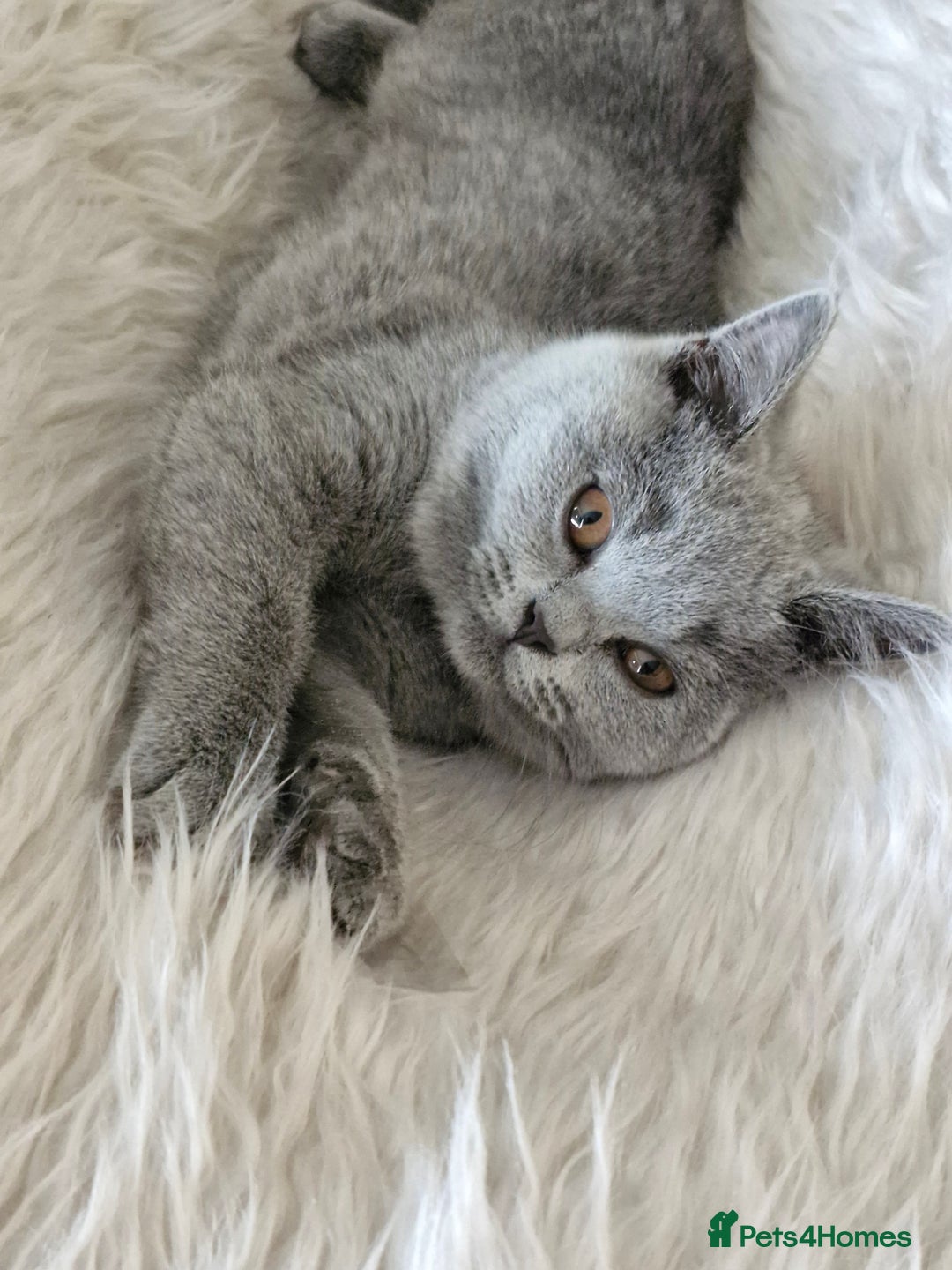 British Shorthair cats for sale: Beautiful Blue British shorthair  - Image 9