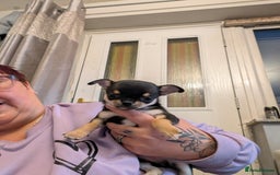 Chihuahua dogs for sale: Show potential smooth coat Chihuahuas  - Image 3