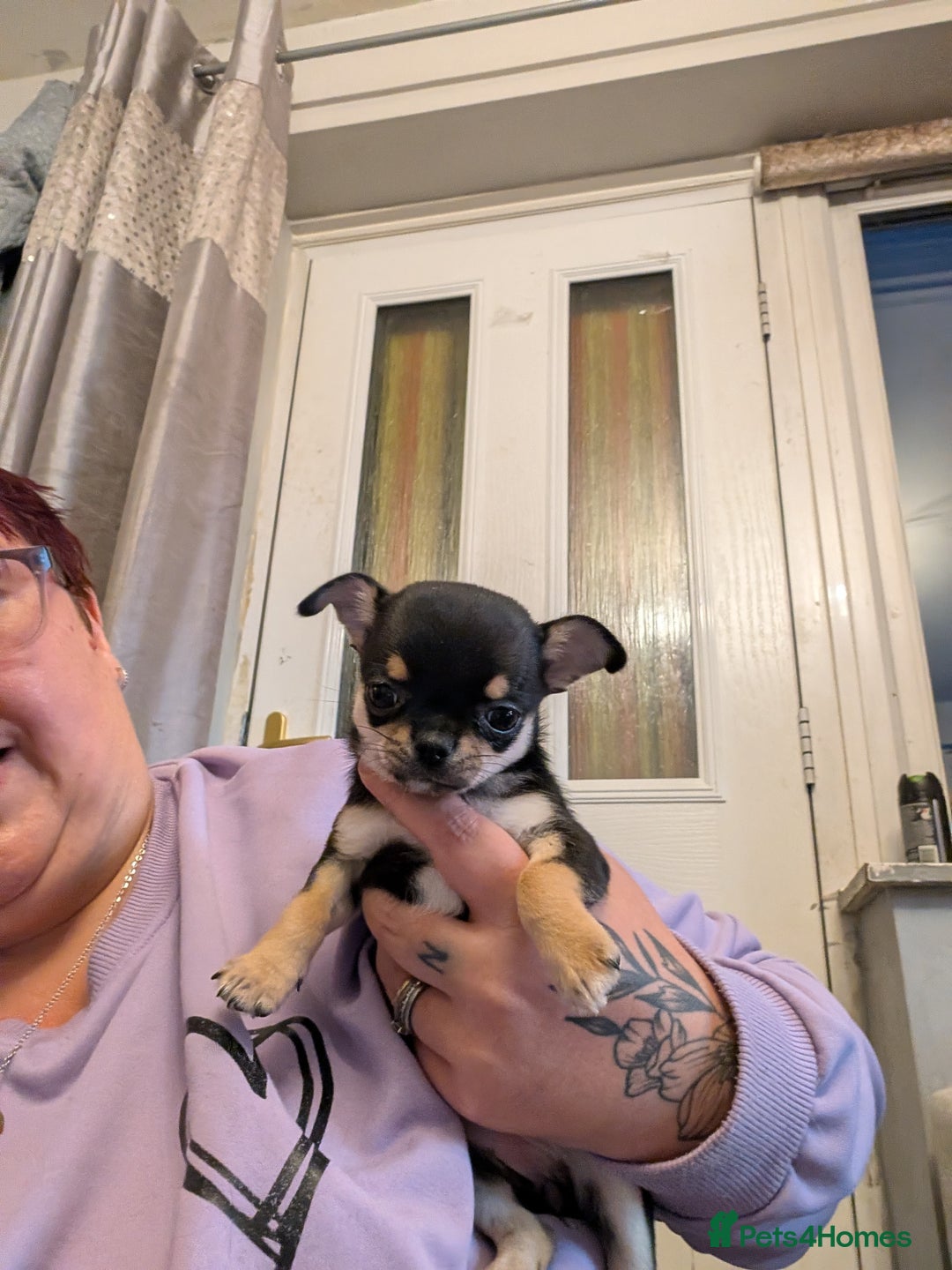 Chihuahua dogs for sale: Show potential smooth coat Chihuahuas  - Image 3