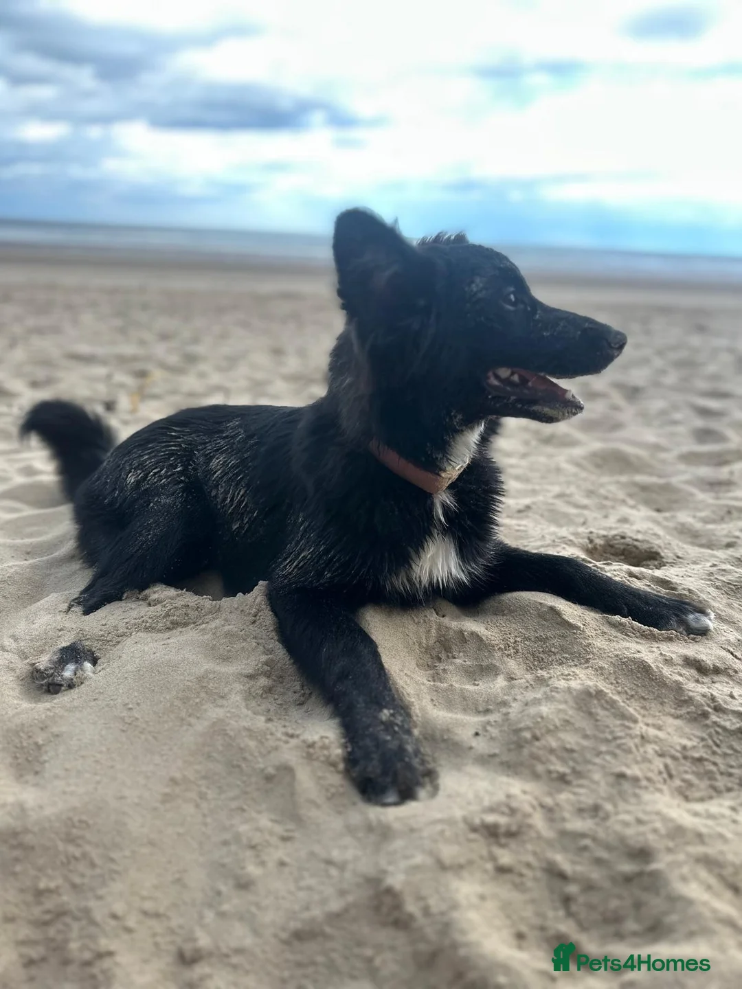 Mixed Breed dogs for sale: Beautiful girl  - Advert 10