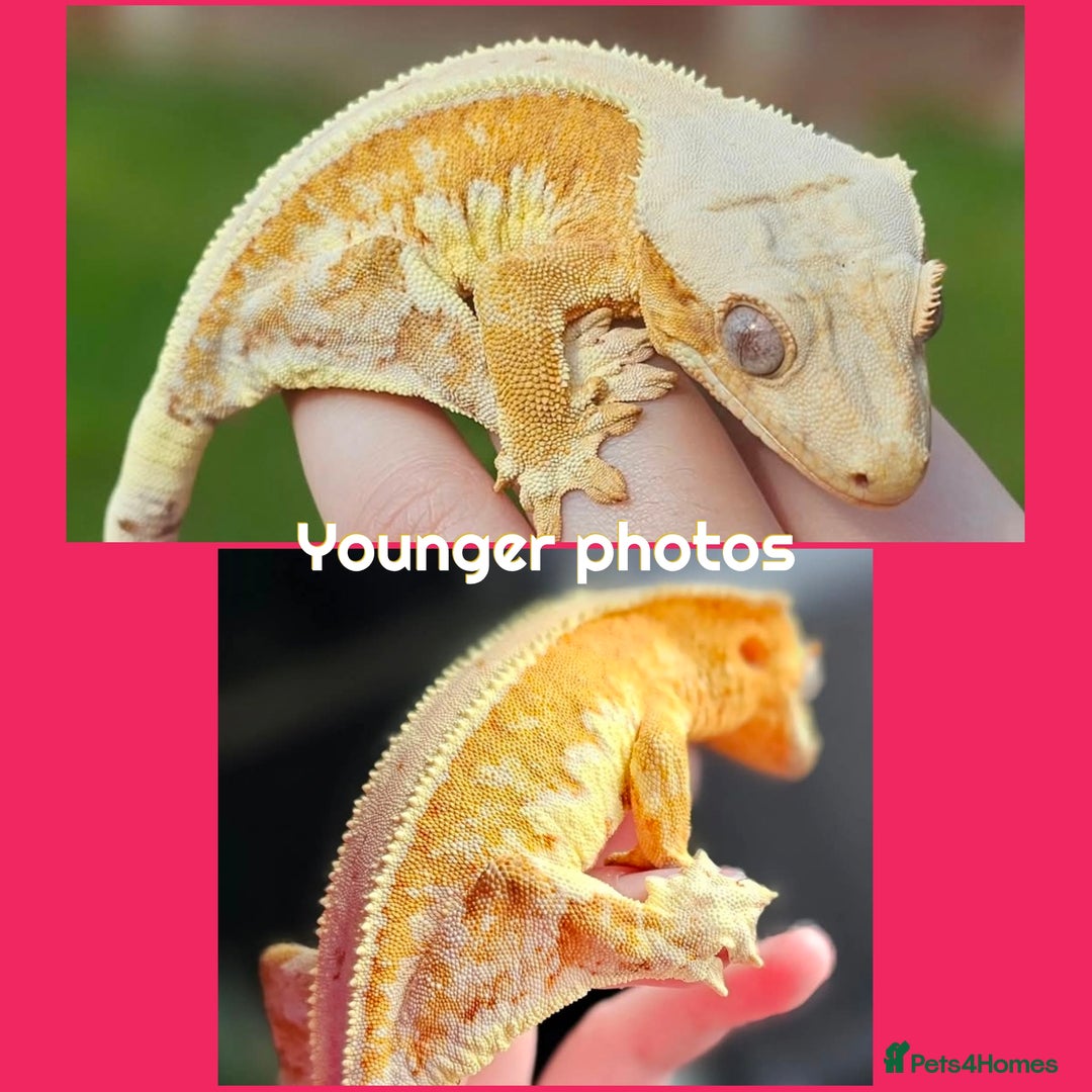 Gecko reptiles for sale: Stunning proven yellow lillywhite crested gecko - Image 4