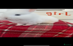 Lionhead rabbits for sale: Beautiful and very friendly baby lionhead bunnies - Image 4