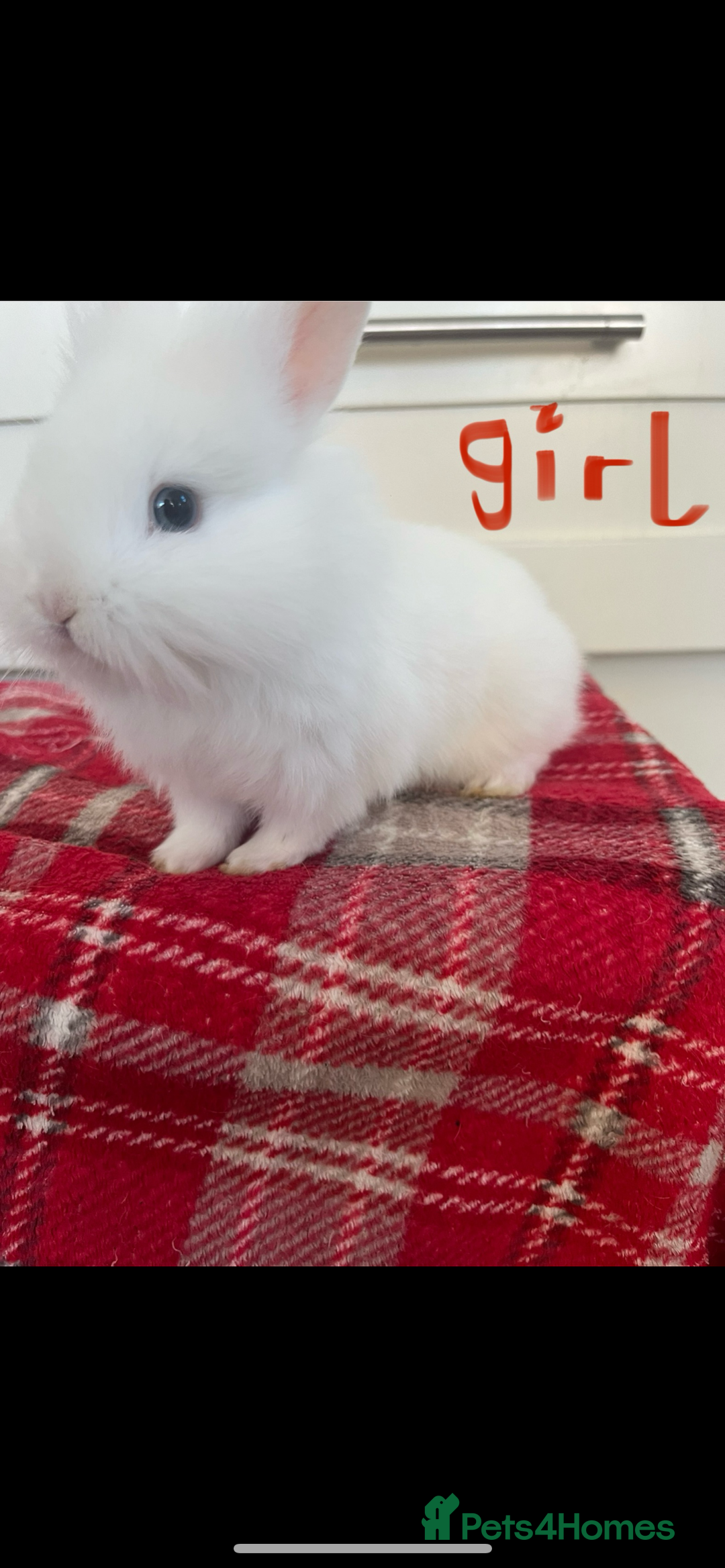 Lionhead rabbits for sale: Beautiful and very friendly baby lionhead bunnies - Image 4
