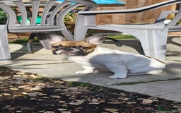 French Bulldog dogs for sale: French Bulldog - Image 1