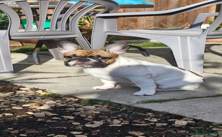 French Bulldog dogs - Advert 1