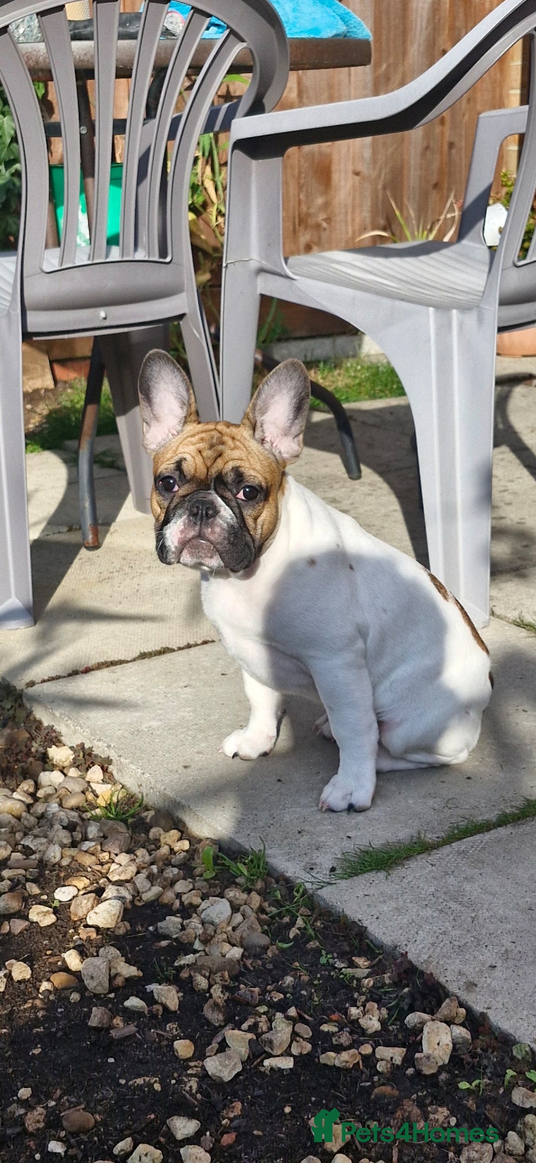 French Bulldog dogs for sale: French Bulldog - Image 1