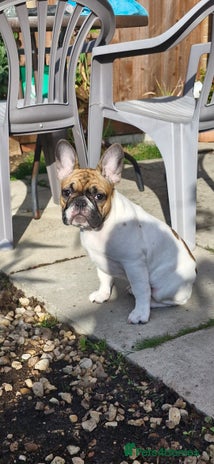 French Bulldog dogs - Advert 4