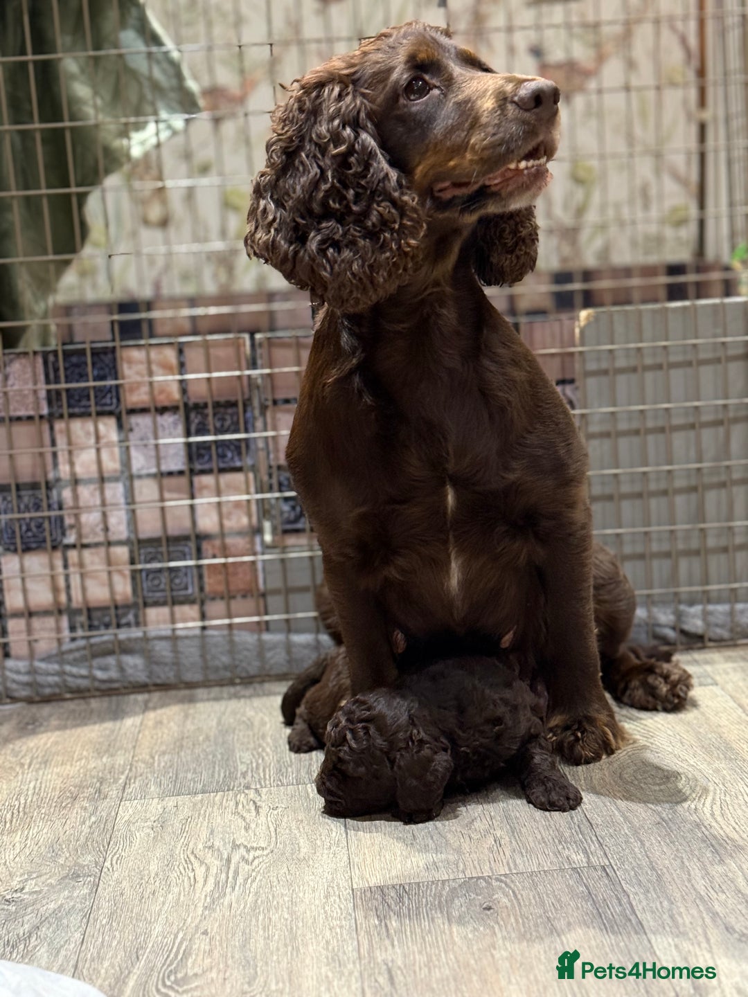 Cockapoo dogs for sale: Cockapoo puppies - Advert 4