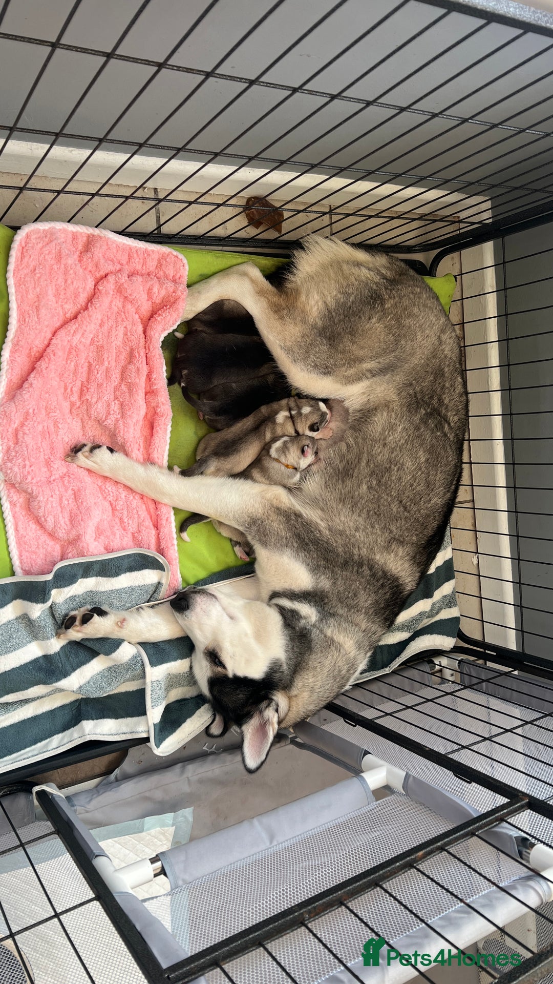 Mixed Breed dogs for sale: 5 Lovely Samsky (4 boys 1 girl) - Advert 2