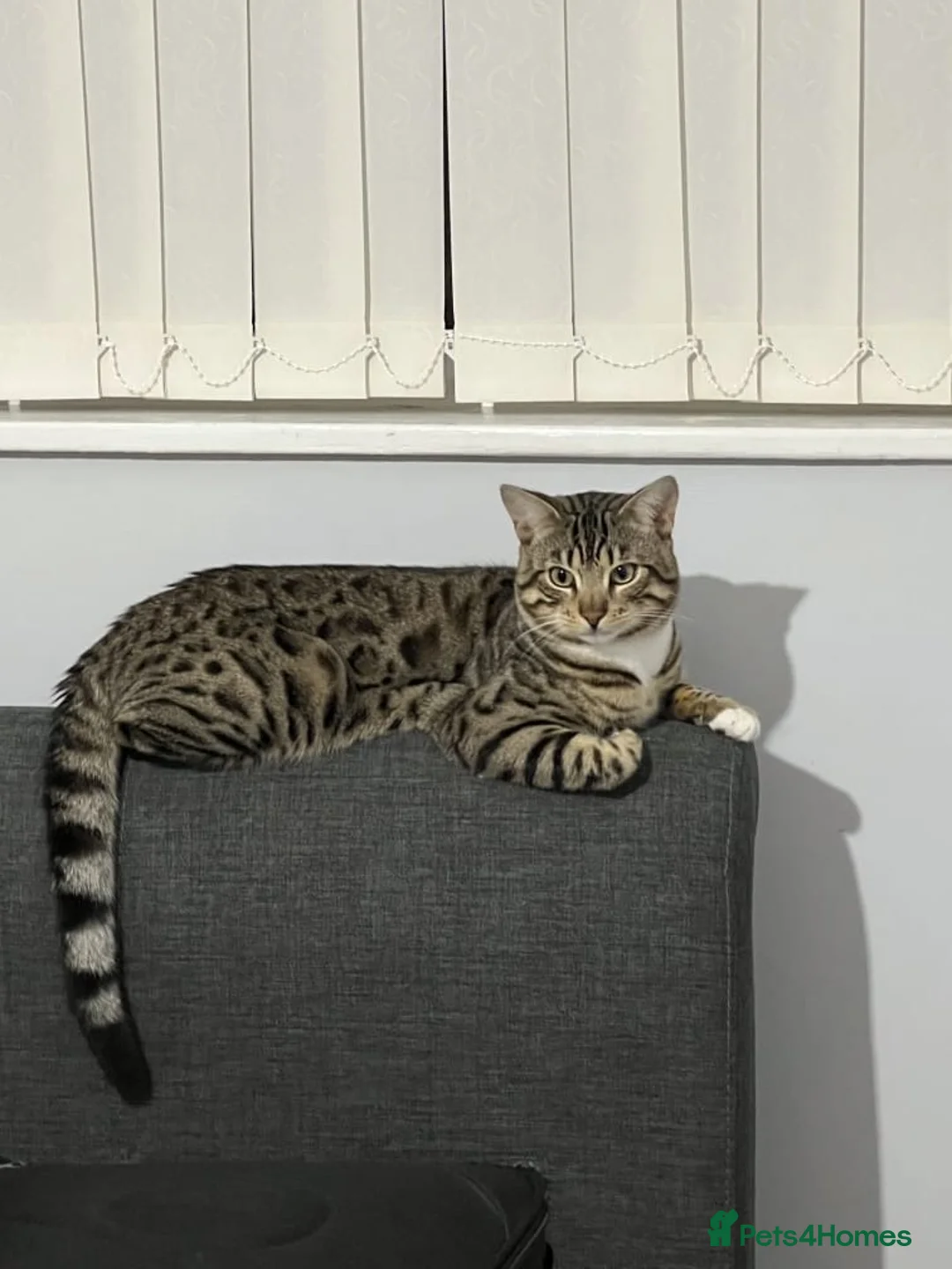 Mixed Breed cats for sale: Cross breed Bengal 5 year old male  in High Wycombe - Advert 2
