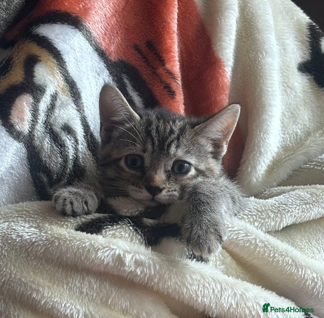 Mixed Breed cats for sale: Gorgeous kittens ready now 😍 x1 boy x2 girls  - Image 8