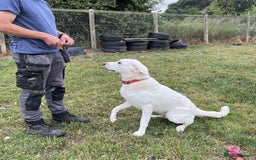 Mixed Breed dogs for adoption: DOUGIE - looking for an active guardian. - Image 22