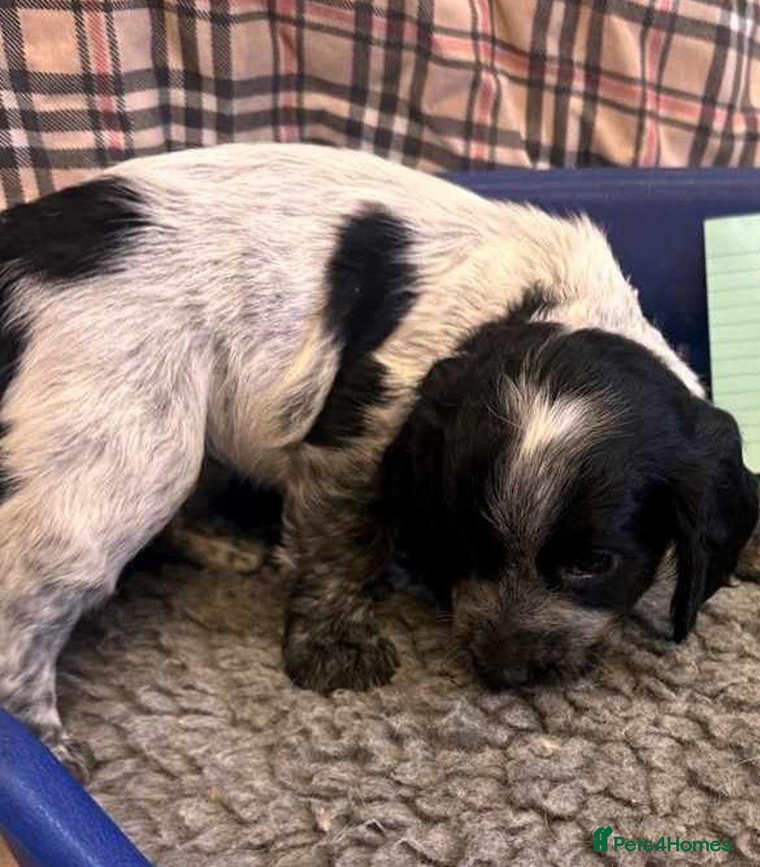 Cocker Spaniel dogs for sale: Cocker Spaniel puppies for sale - Advert 10