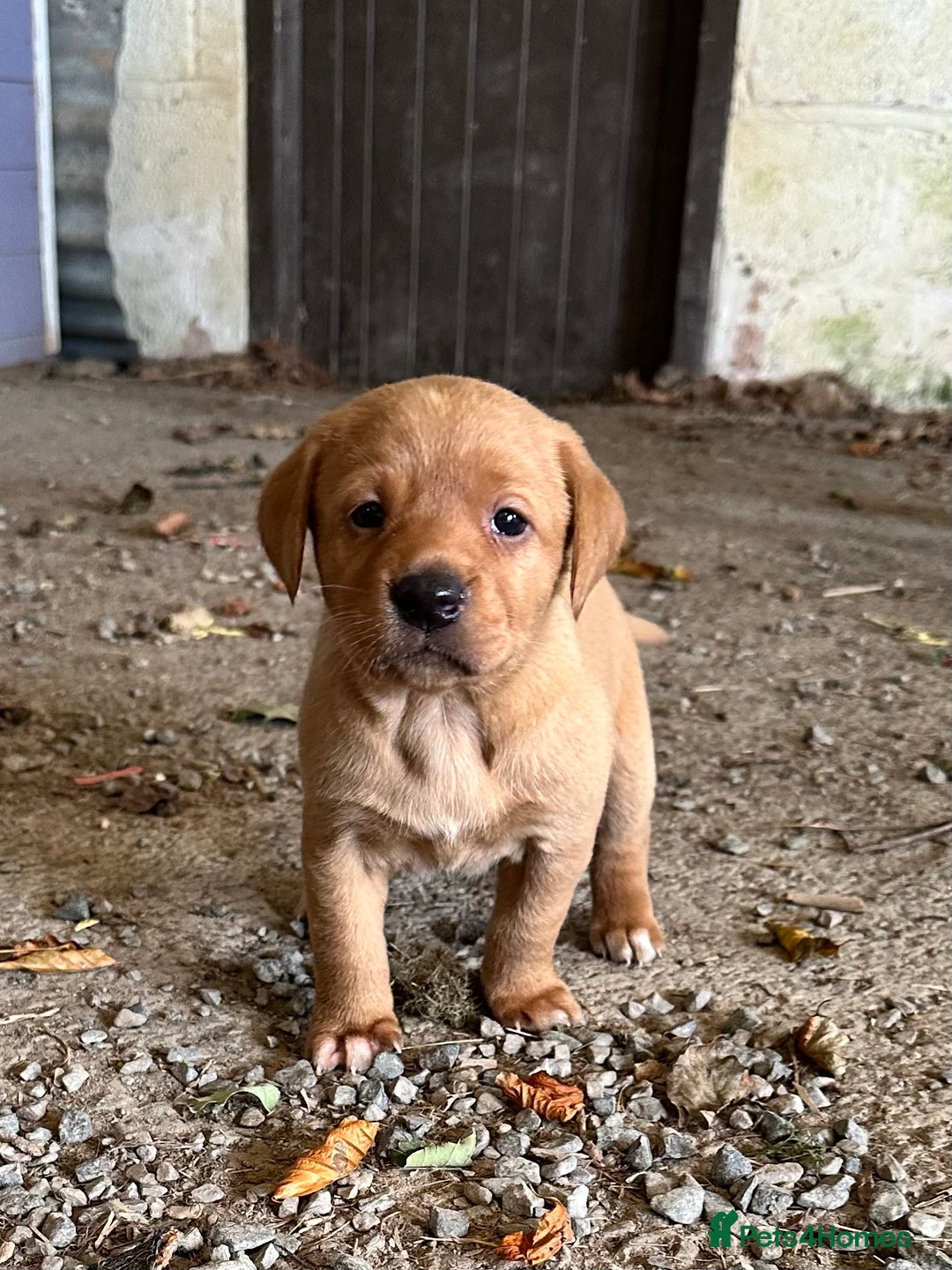 Labrador Retriever dogs for sale: Stunning Fox red labradors - Image 4