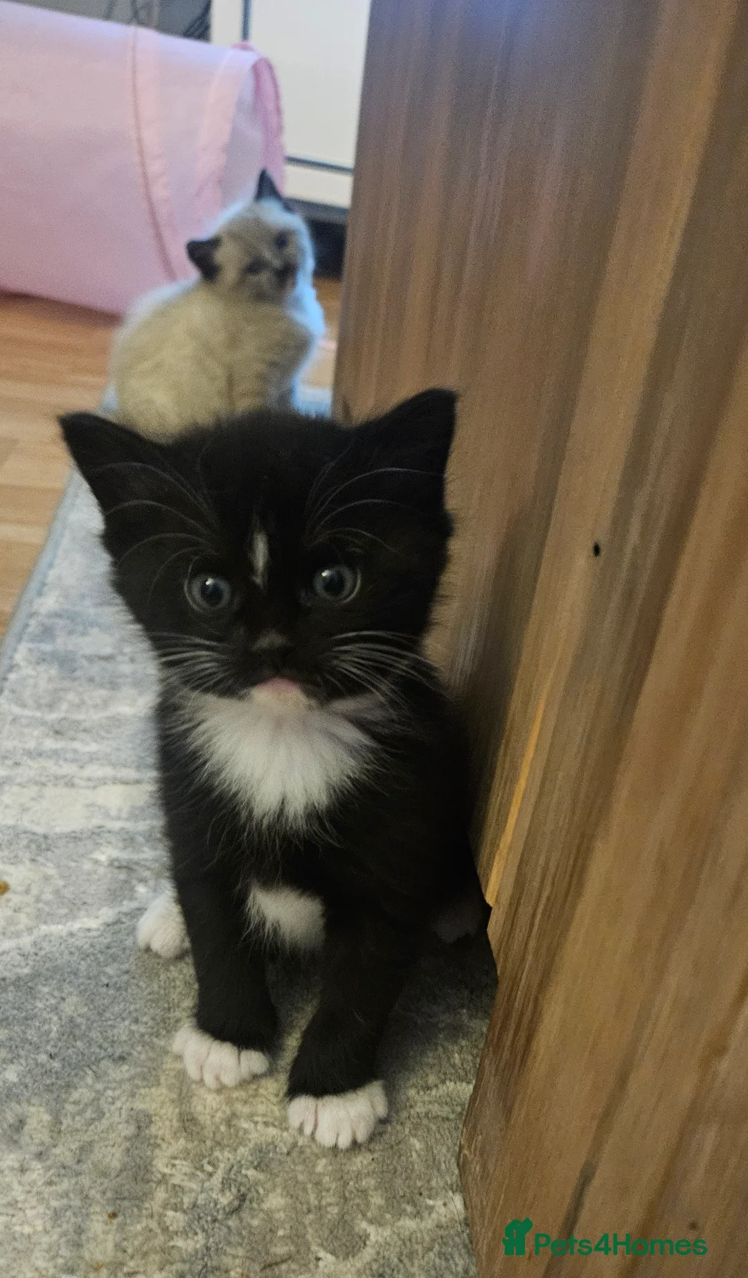 Mixed Breed cats for sale: 5 beautiful kittens available - Advert 1