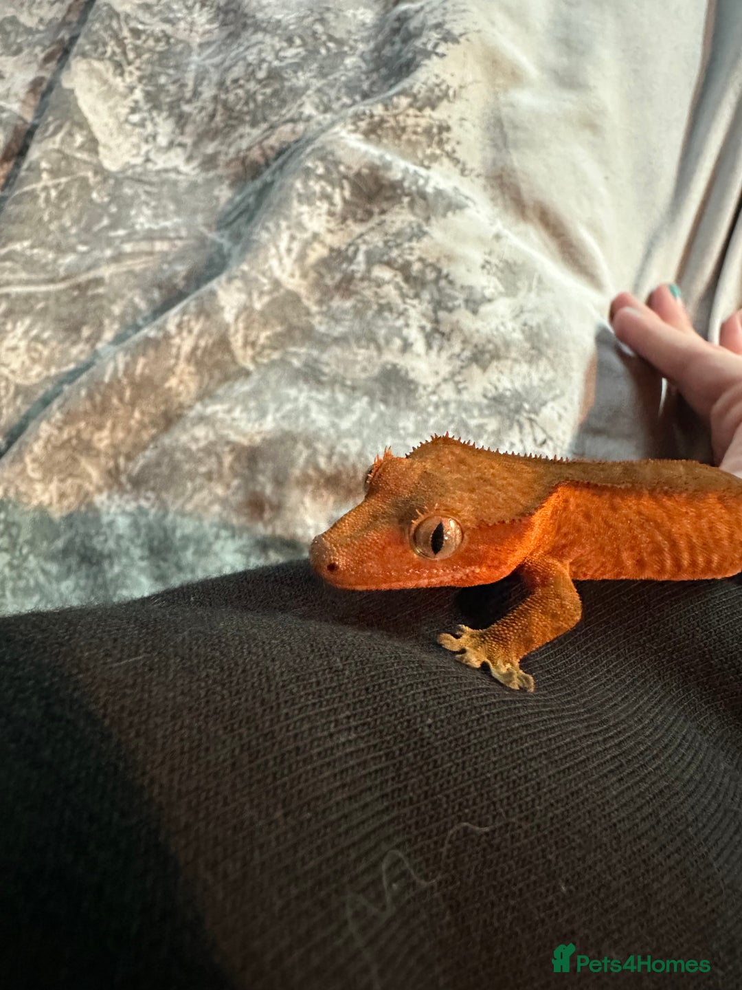 Gecko reptiles for sale: Crested geckos  - Advert 3