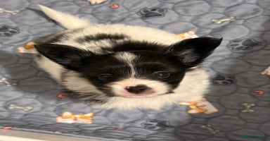 Papillon dogs Beautiful, KC reg, hereditary clear papillon pups - Advert 3