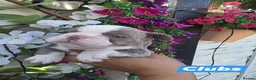 French Bulldog dogs for sale: New shade isabella Panda Husky  in Birmingham - Advert 3