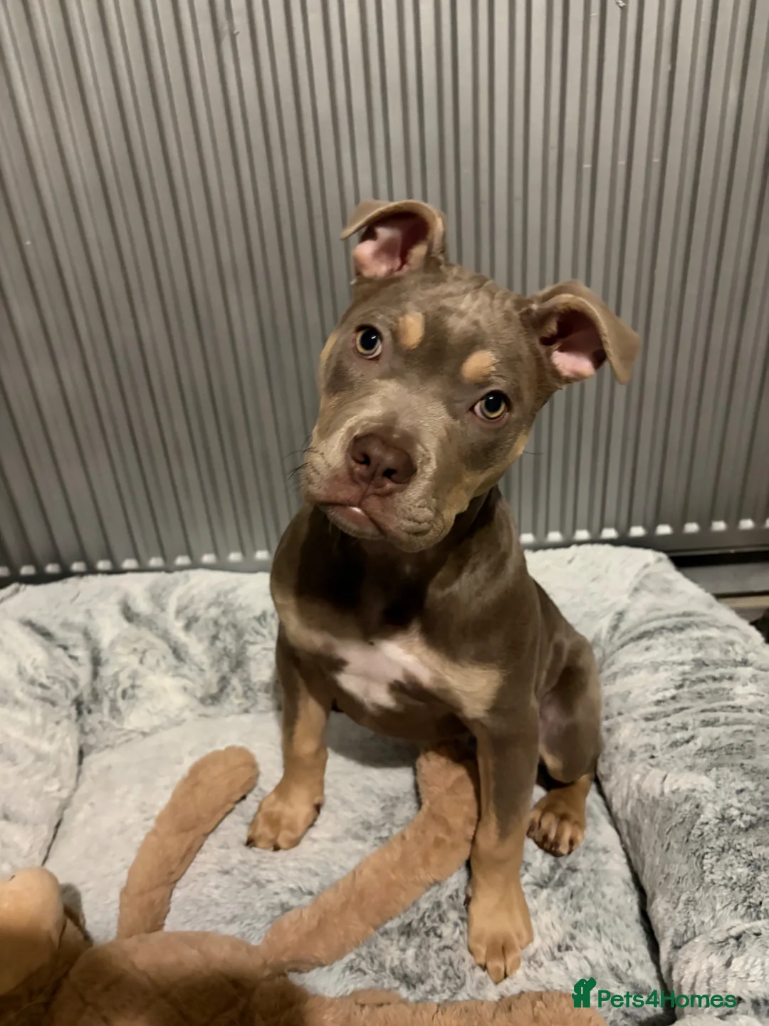 American Bully dogs for sale: Lilac tri female puppy in Birmingham - Advert 2