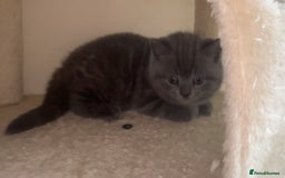 British Shorthair cats for sale: Beautiful BSH Kittens - Ready to leave ASAP - Image 12