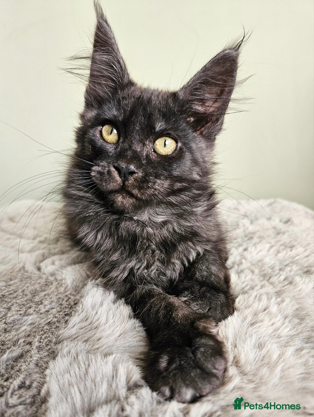 Maine Coon cats Maine Coon kittens looking for loving homes - Advert 4