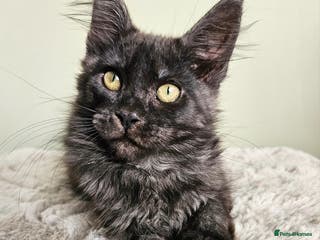 Maine Coon cats Maine Coon kittens looking for loving homes - Advert 4