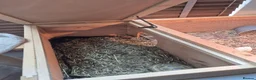 Hermann Tortoise reptiles for sale: 2 Male Hermann Tortoise in Workington - Advert 8