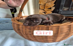 Labrador Retriever dogs for sale: Chunky Labrador retriever pups for sale - Image 13