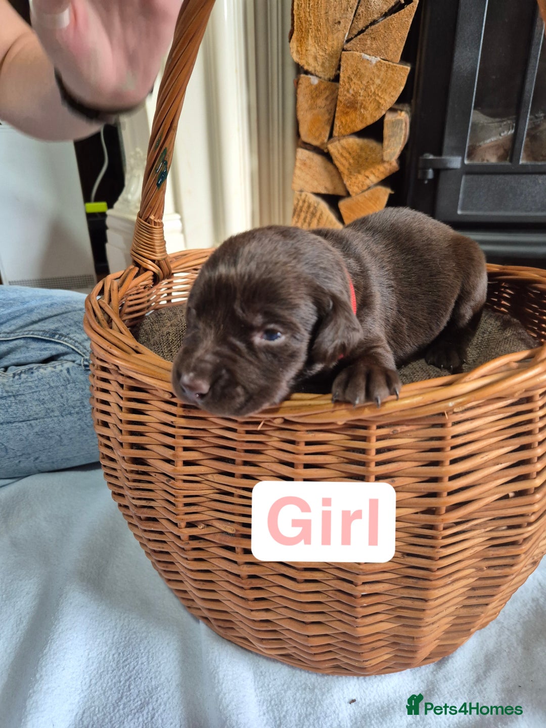 Labrador Retriever dogs for sale: Chunky Labrador retriever pups for sale - Image 13