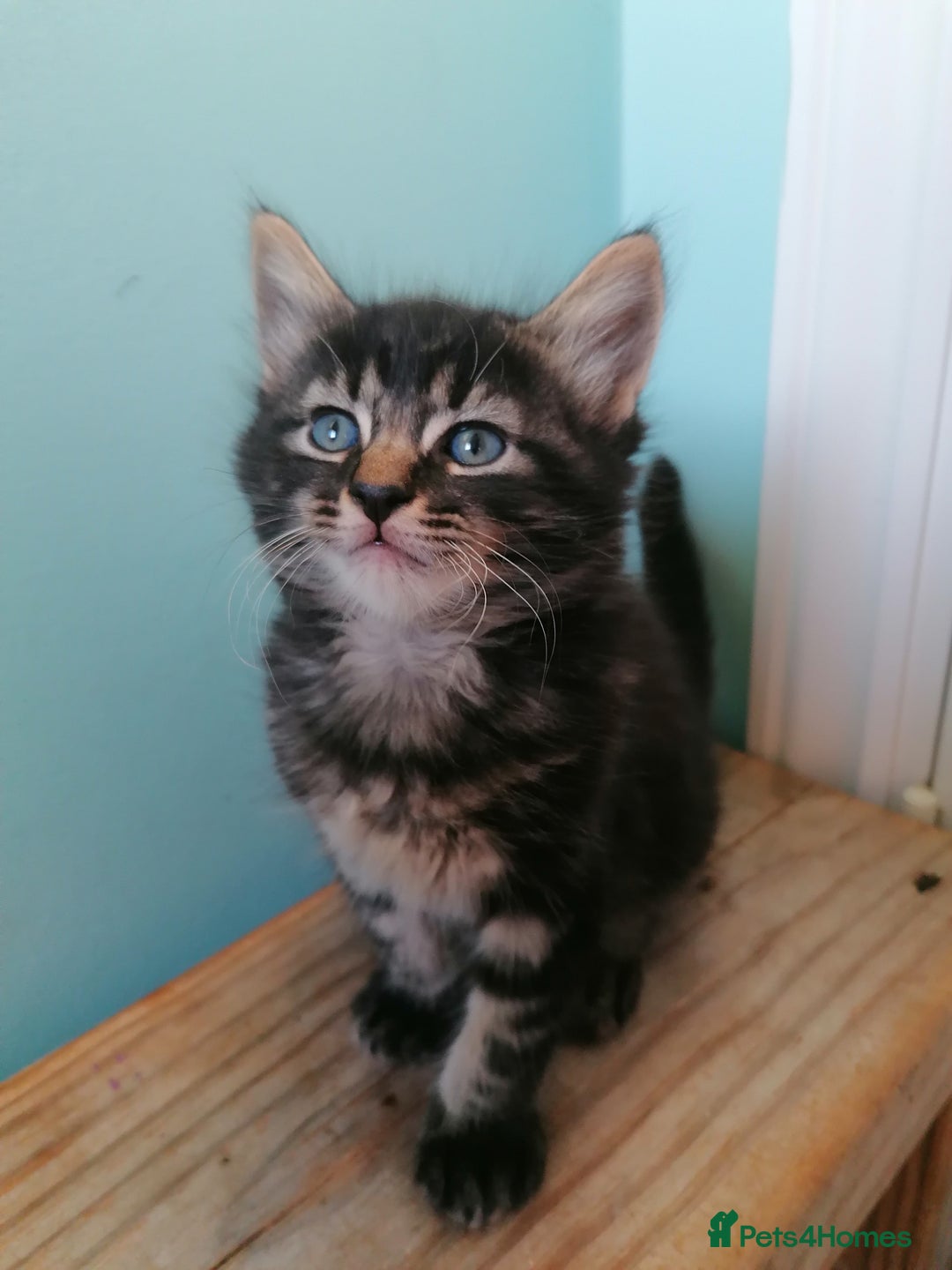 Domestic Shorthair cats for sale: 4 cute kittens :) - Advert 10